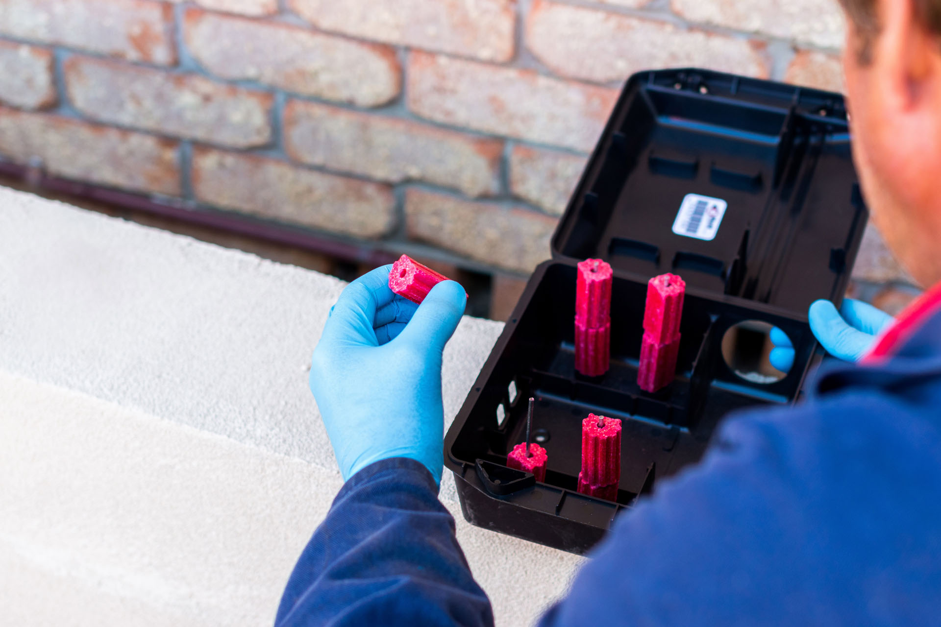 Rodent Control in Port Macquarie